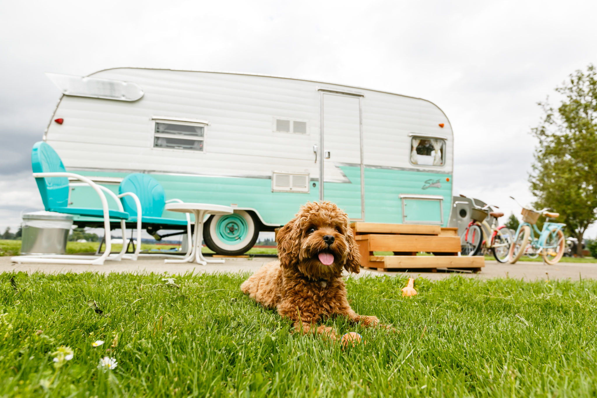 Dog in front of trailer
